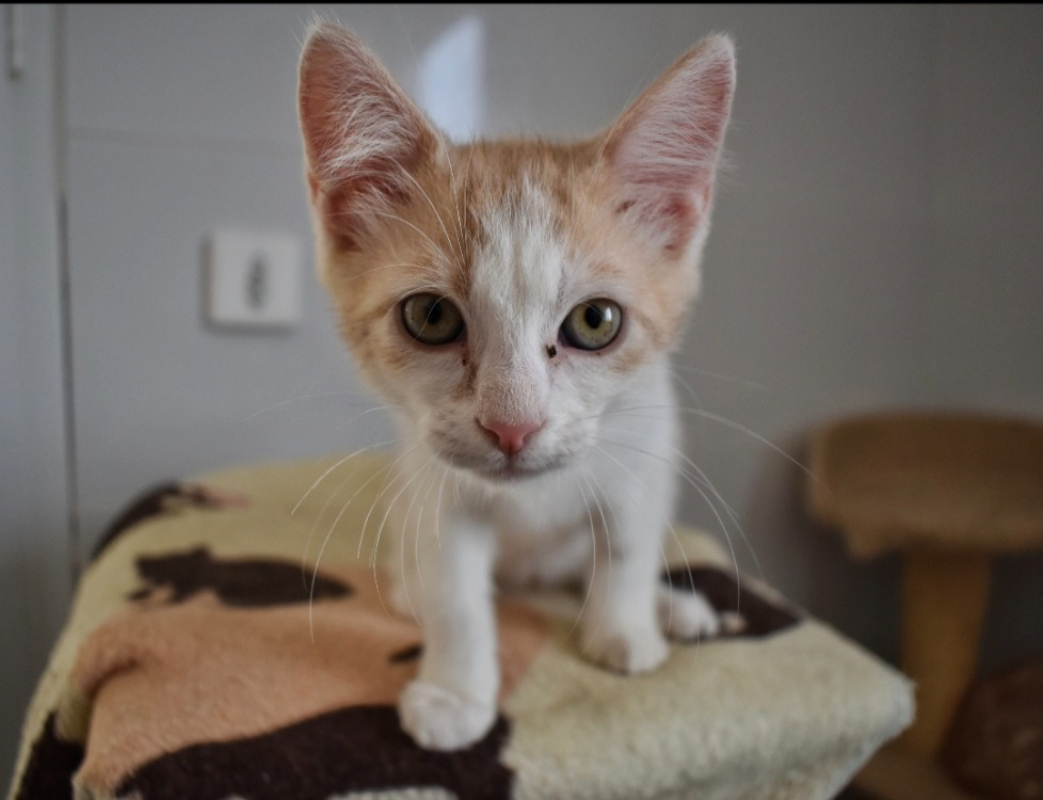 Photo de Ekko
