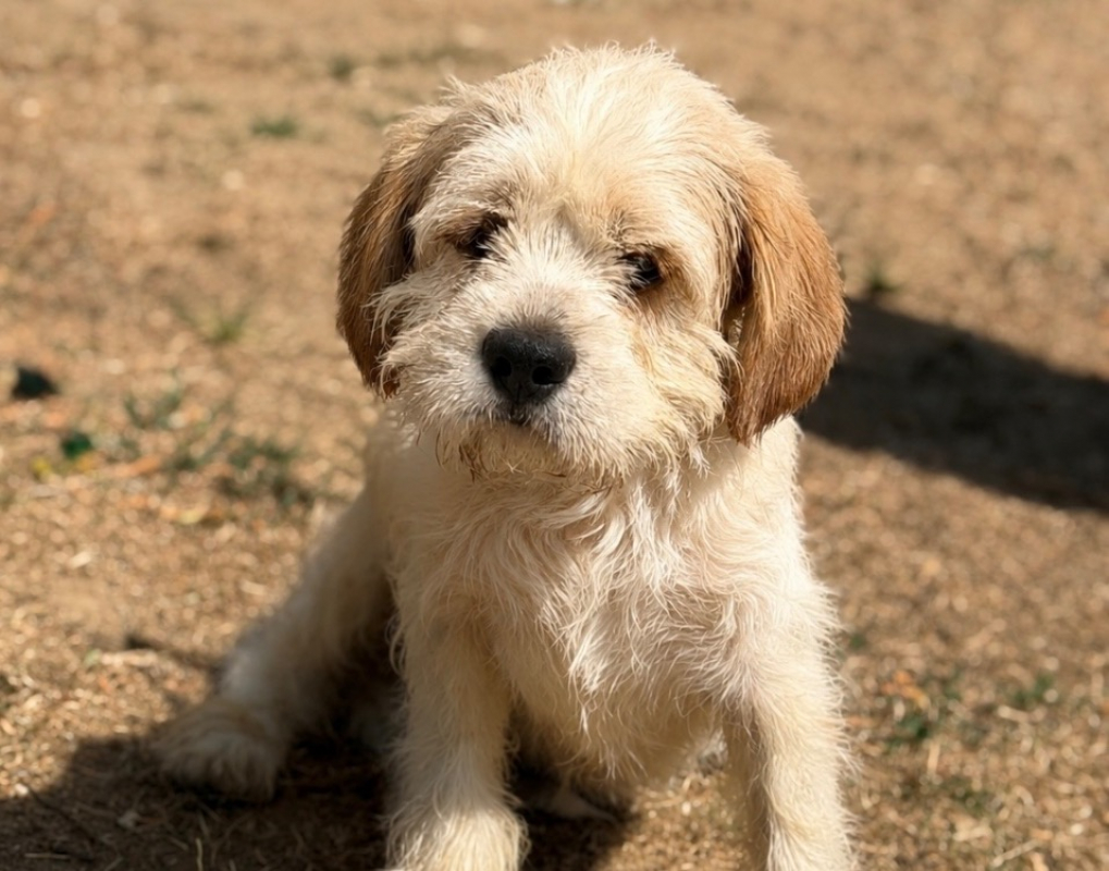 Photo de Bosco