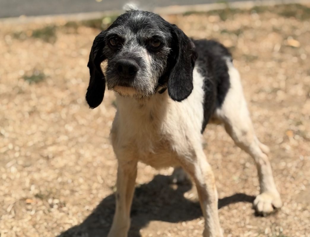 Blanco - Chien à adopter