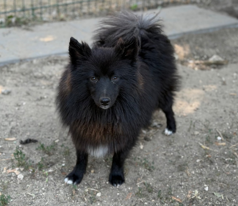 Photo de Aristote