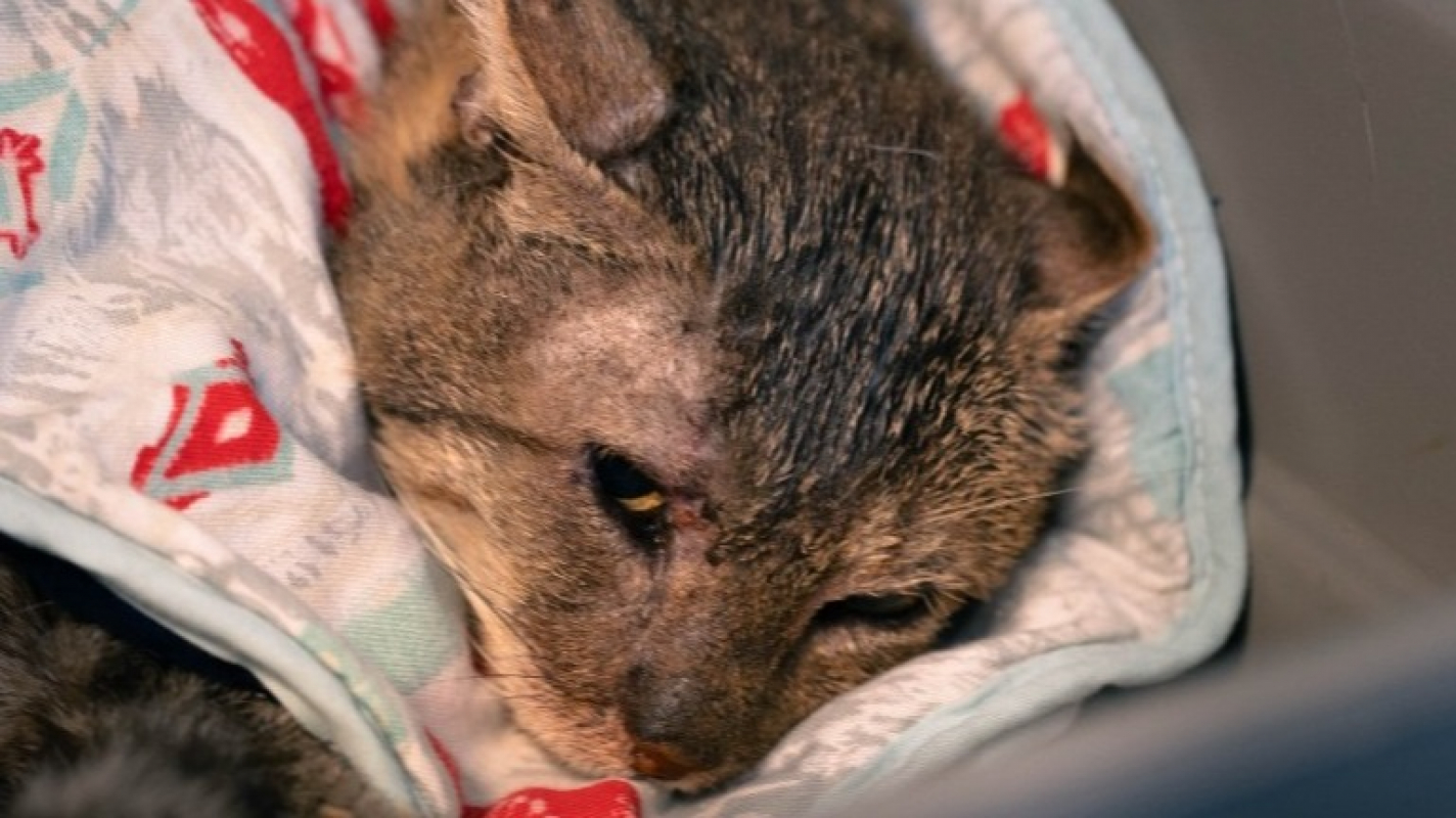 Photo de Mayo recherche fr