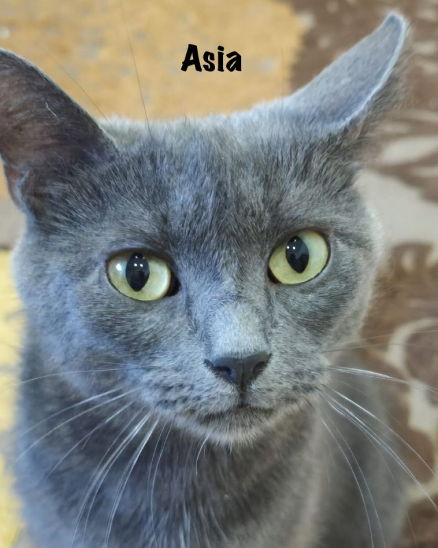 Photo #3 de ASIA