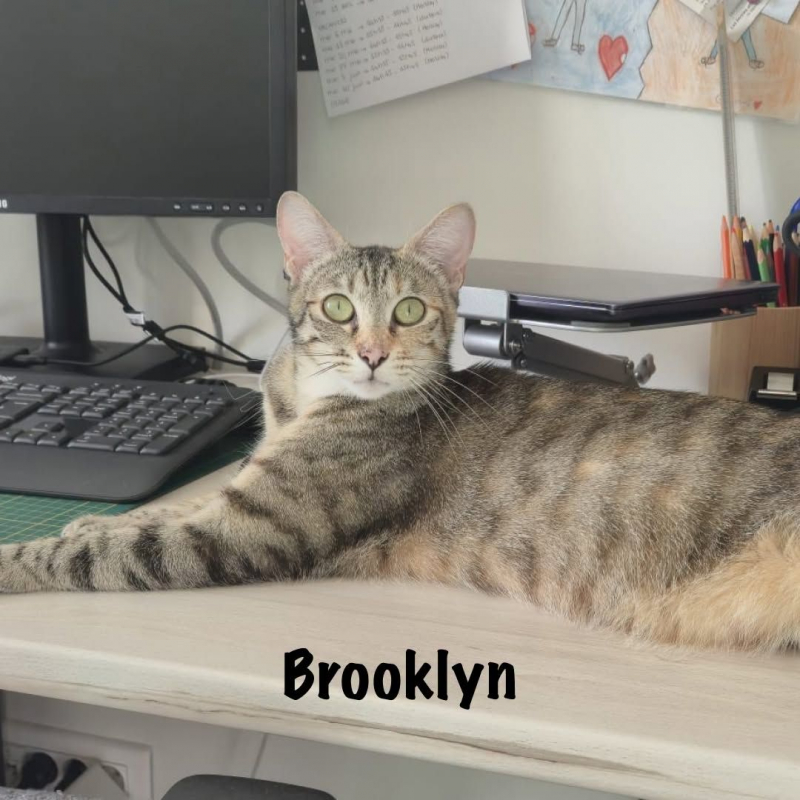 Photo #3 de BROOKLYN