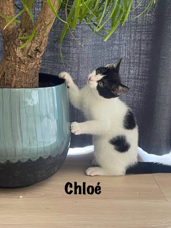 Photo #3 de CHLOE