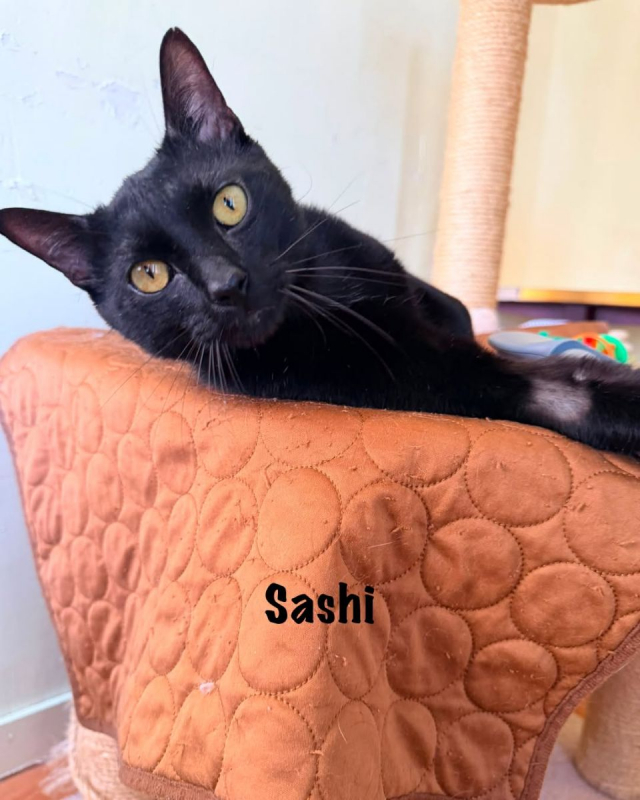 Photo #7 de SASHI