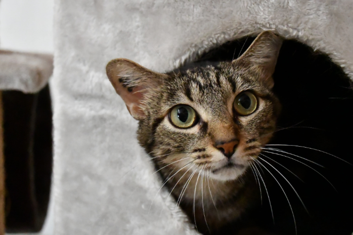 Photo de Marley