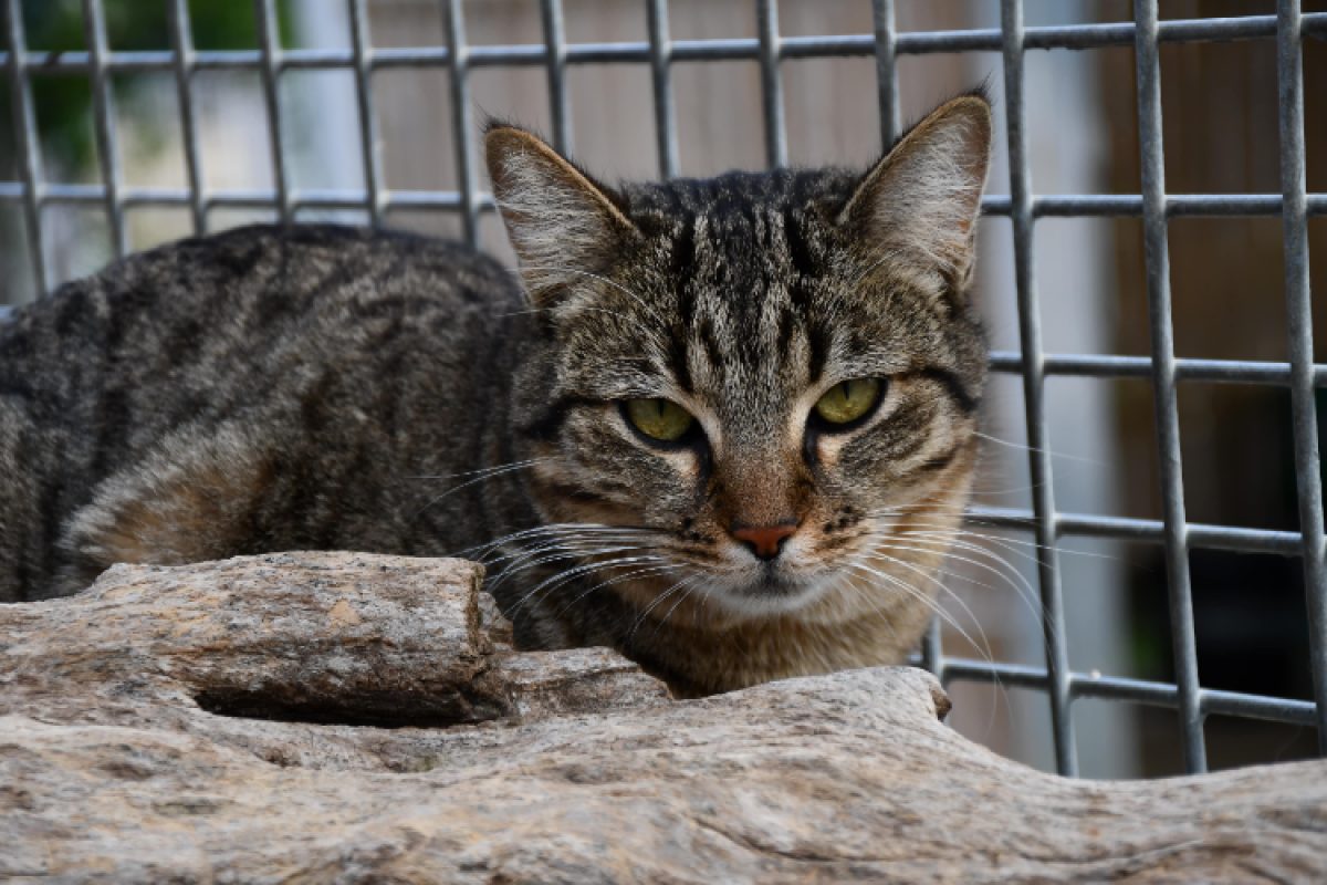 Mocha - Chat Européen à adopter - photo 2