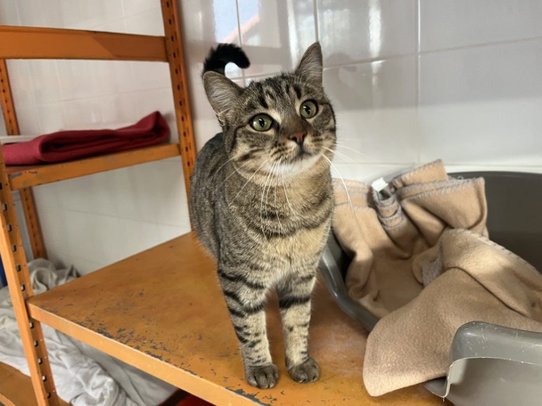 Mocha - Chat Européen à adopter - photo 3