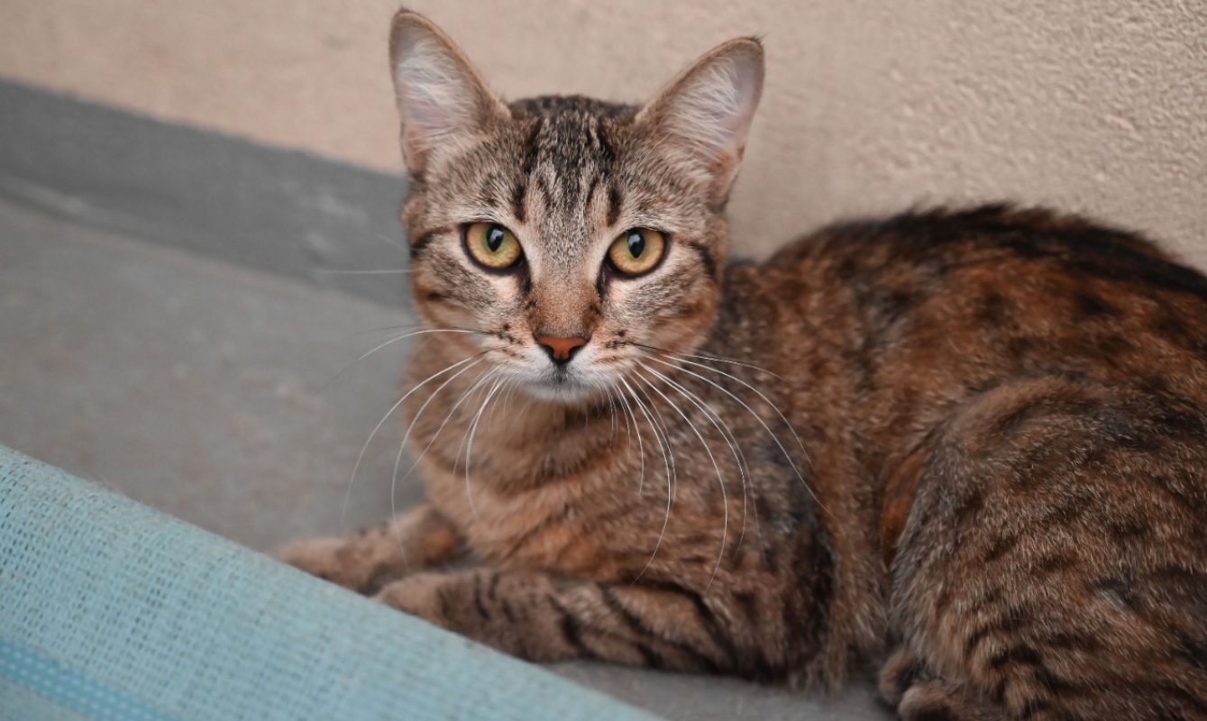 Mocha - Chat Européen à adopter - photo 4