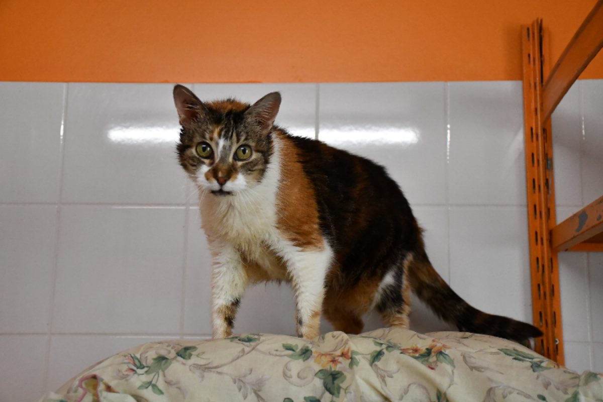 Photo #2 de Fauve