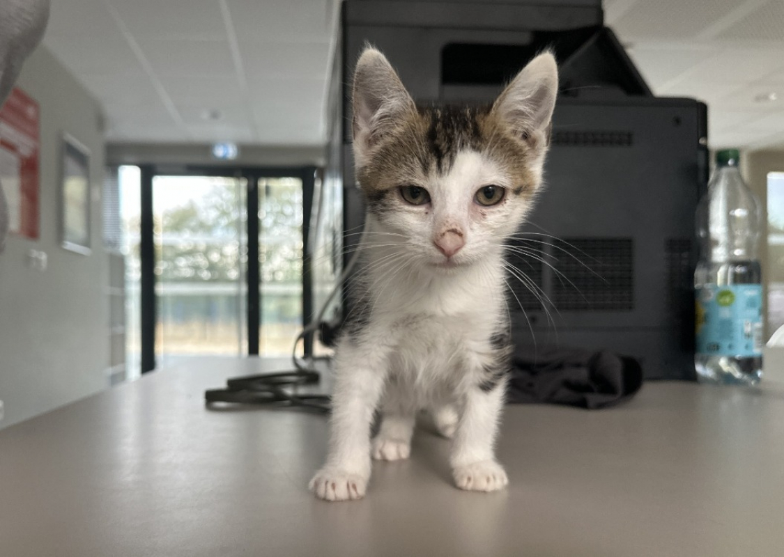 Photo #3 de Beignet