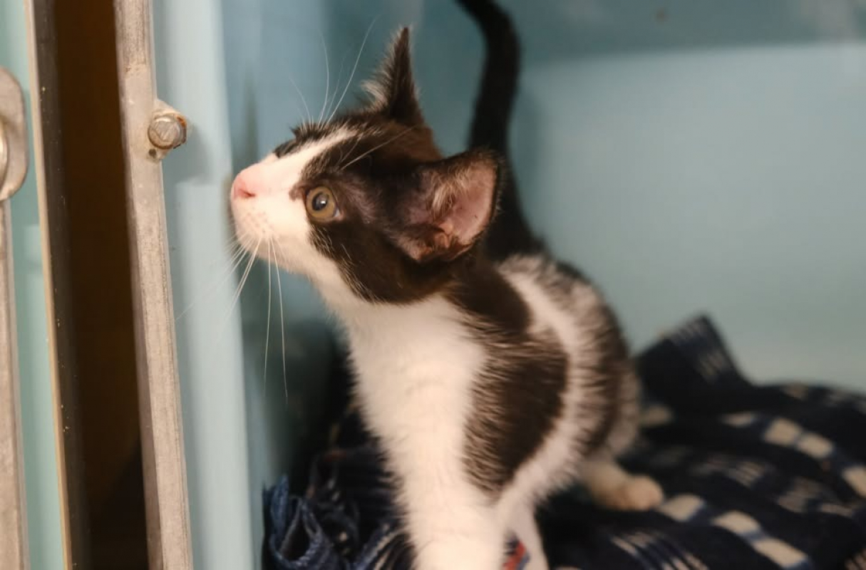 Clotoche - Chat Européen à adopter