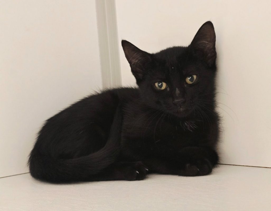 Wassa - Chat Européen à adopter