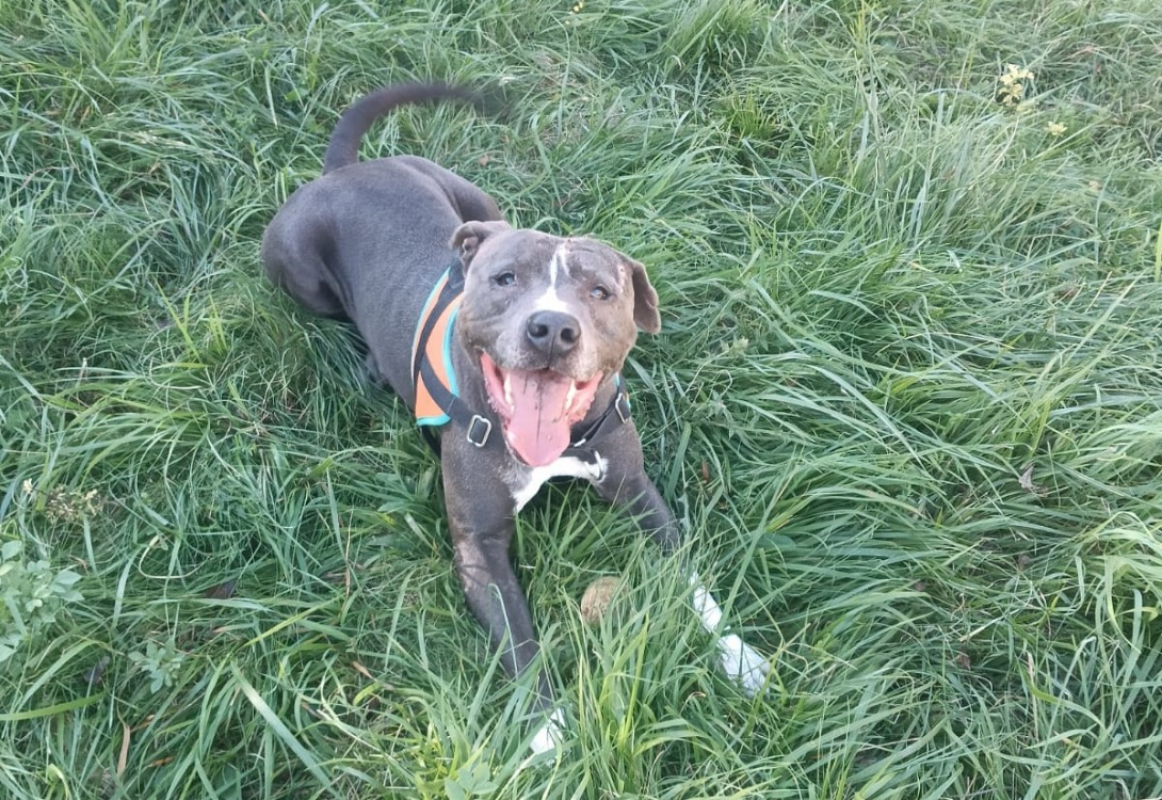 Mi jack - Chien à adopter - photo 3