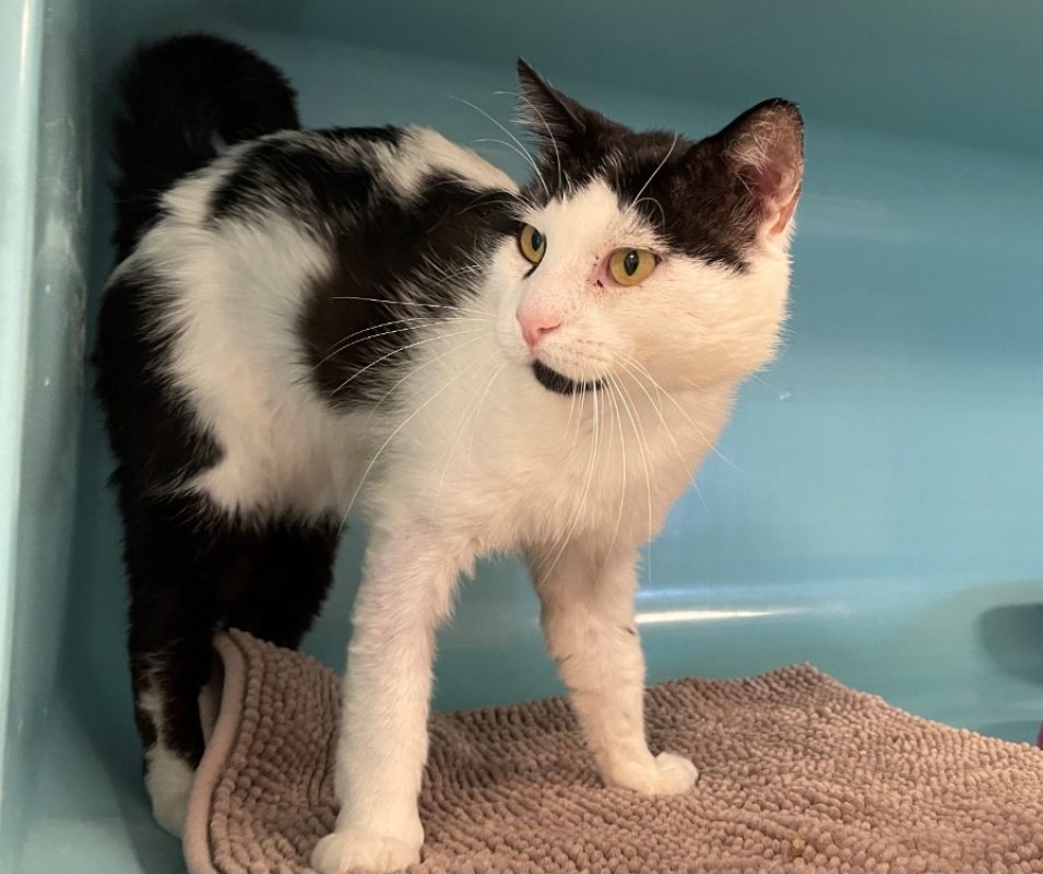 Mickey - Chat Européen à adopter