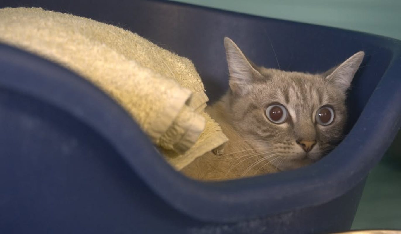 Siambou - Chat Européen à adopter