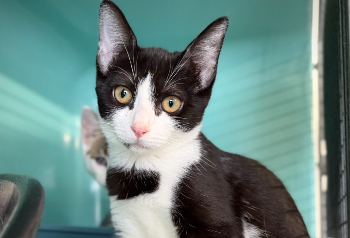 Garza - Chat Européen à adopter