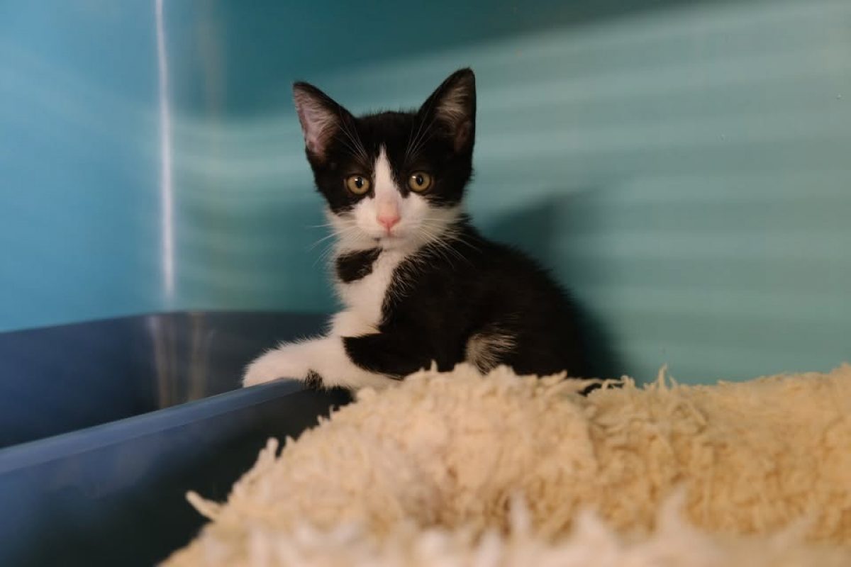 Garza - Chat Européen à adopter - photo 3
