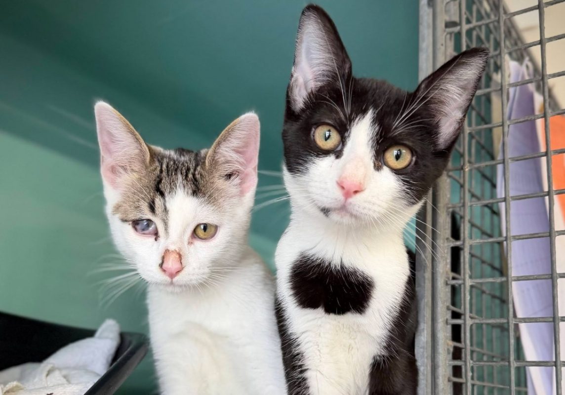 Garza - Chat Européen à adopter - photo 4