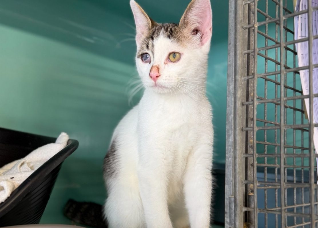 Wesley - Chat Européen à adopter