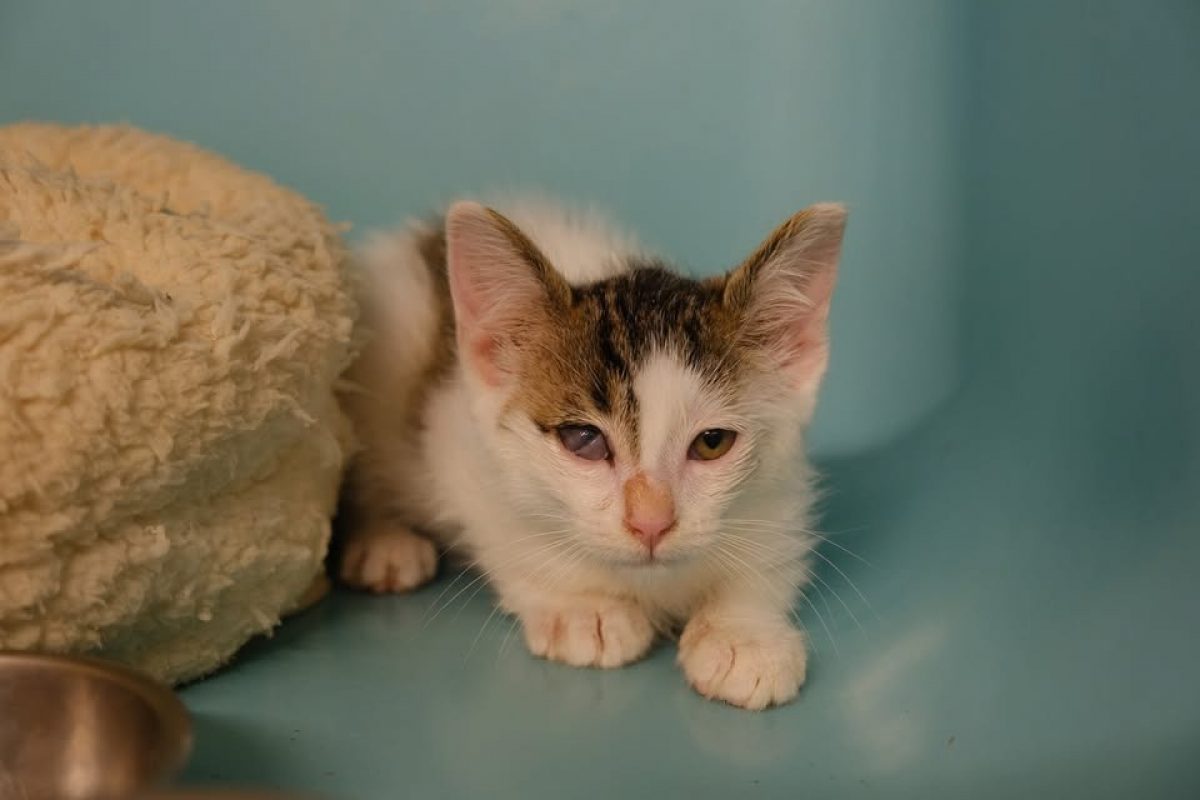 Wesley - Chat Européen à adopter - photo 3