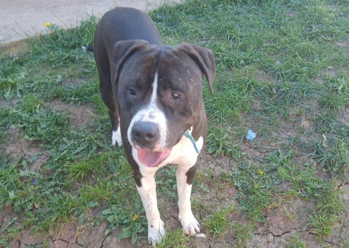 Batman - Chien à adopter