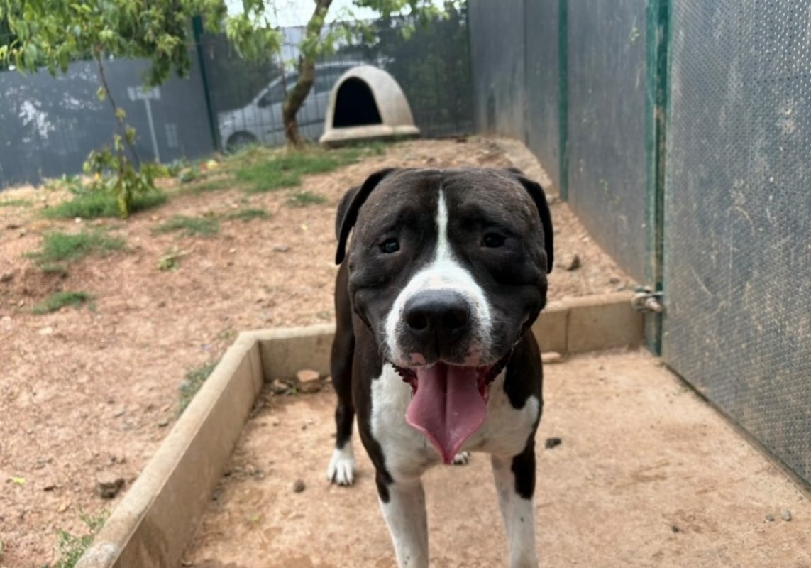 Batman - Chien à adopter - photo 3