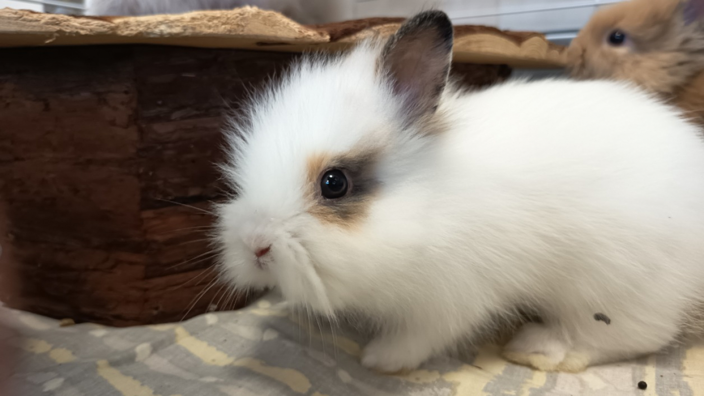Navet - Rongeur Lapin à adopter