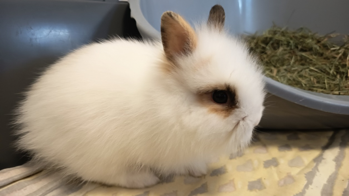 Navet - Rongeur Lapin à adopter - photo 2