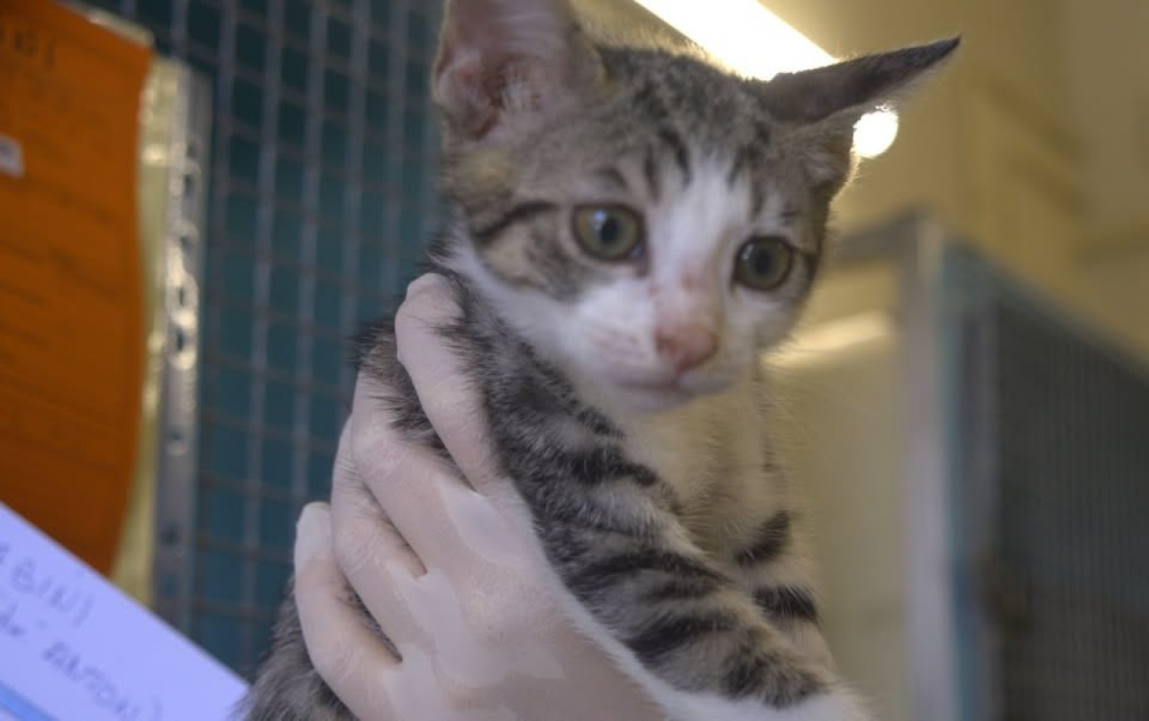 Kristi - Chat Européen à adopter