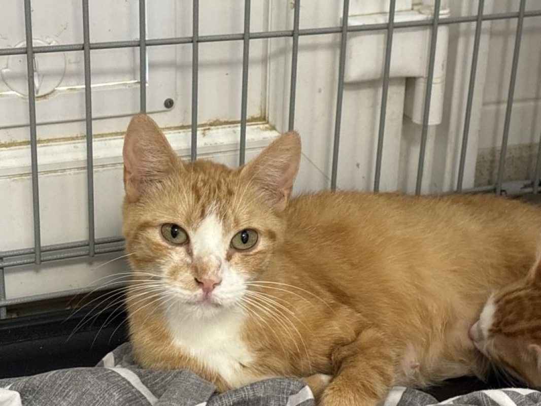 Andrea - Chat Européen à adopter