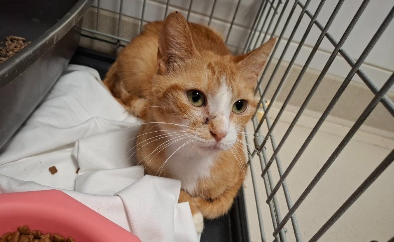 Andrea - Chat Européen à adopter - photo 2