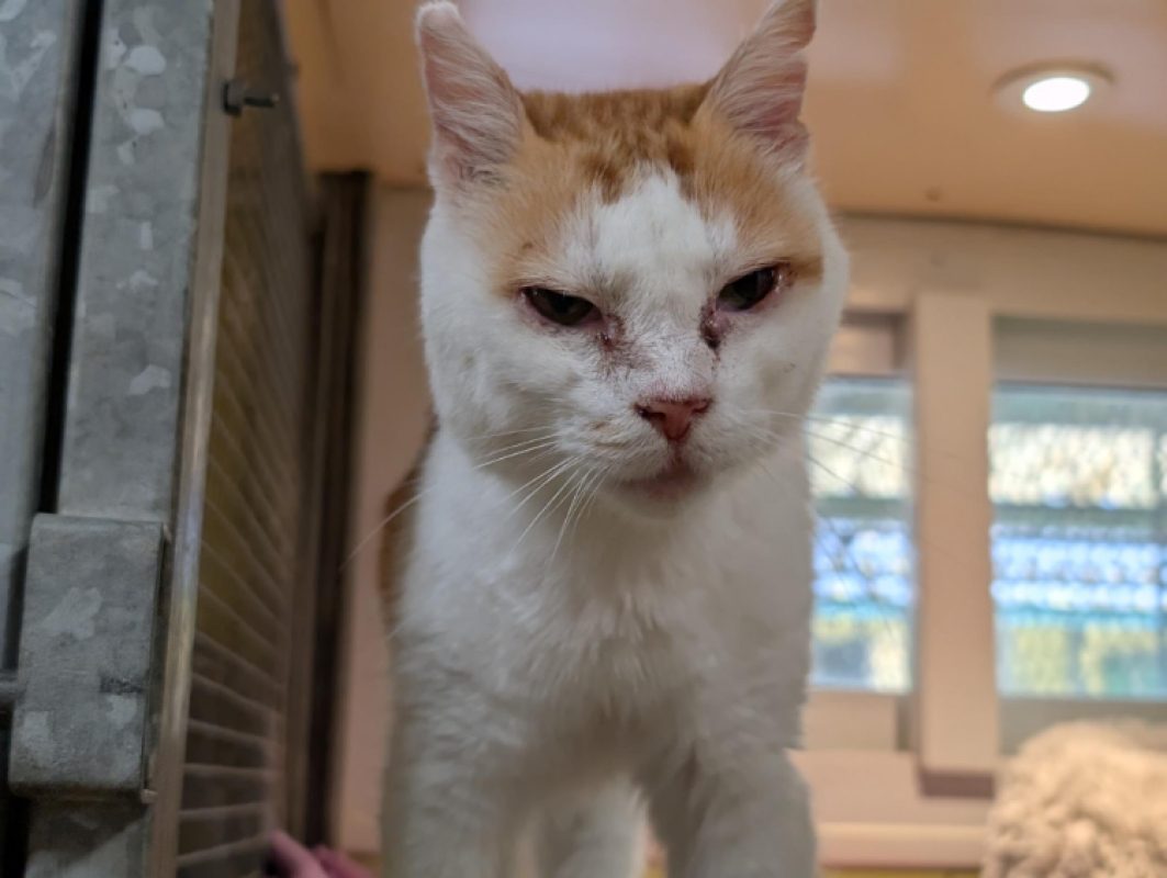 Michmich - Chat Européen à adopter
