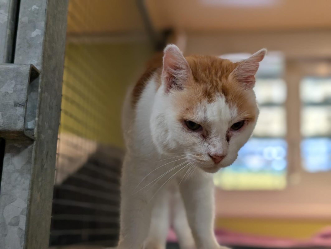 Michmich - Chat Européen à adopter - photo 2