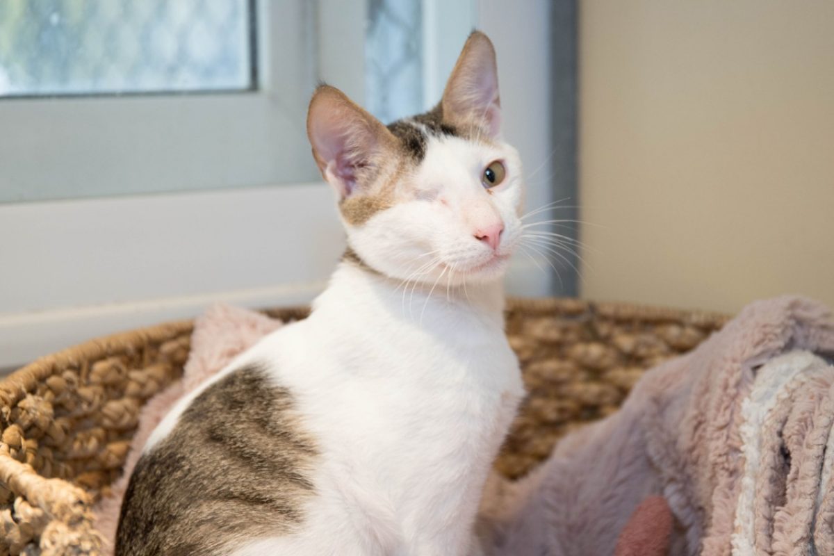 Riky - Chat Européen à adopter