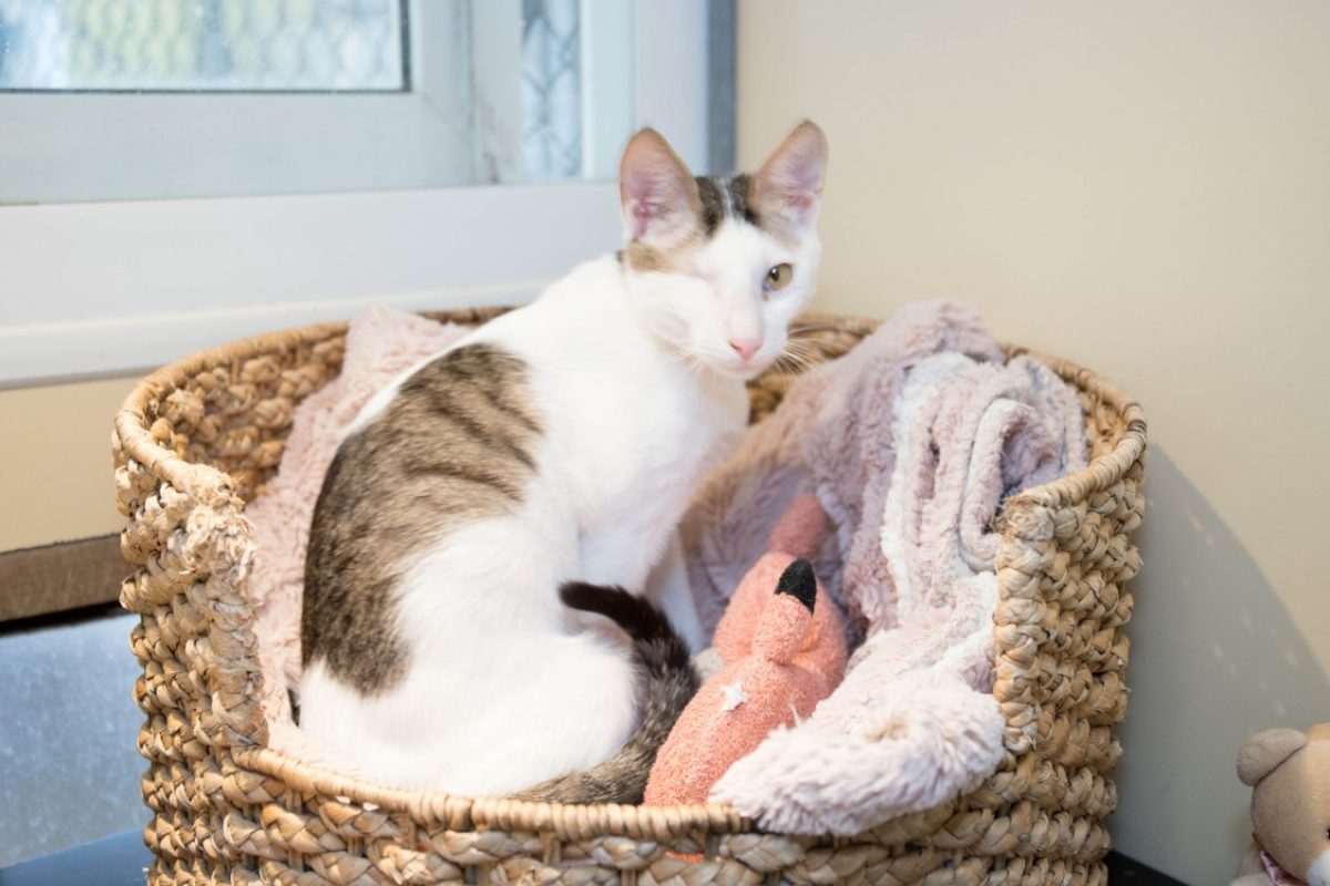 Riky - Chat Européen à adopter - photo 2