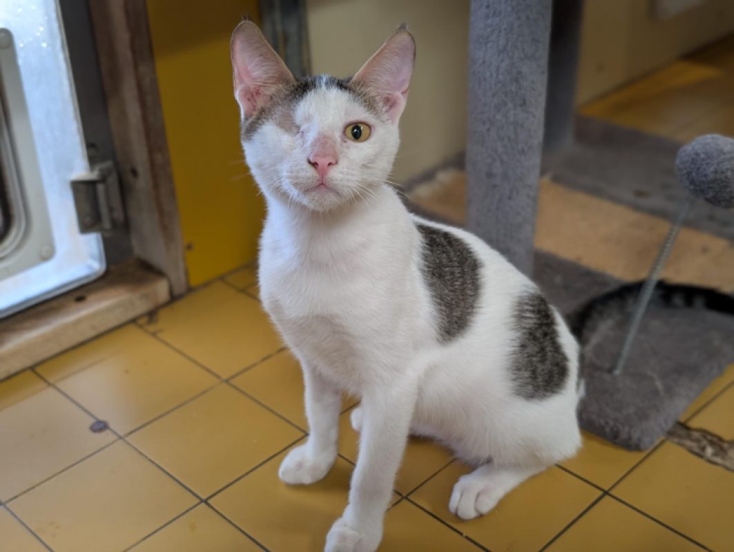 Riky - Chat Européen à adopter - photo 4