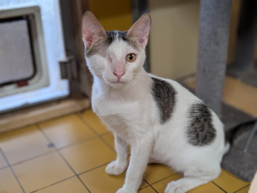 Riky - Chat Européen à adopter - photo 5
