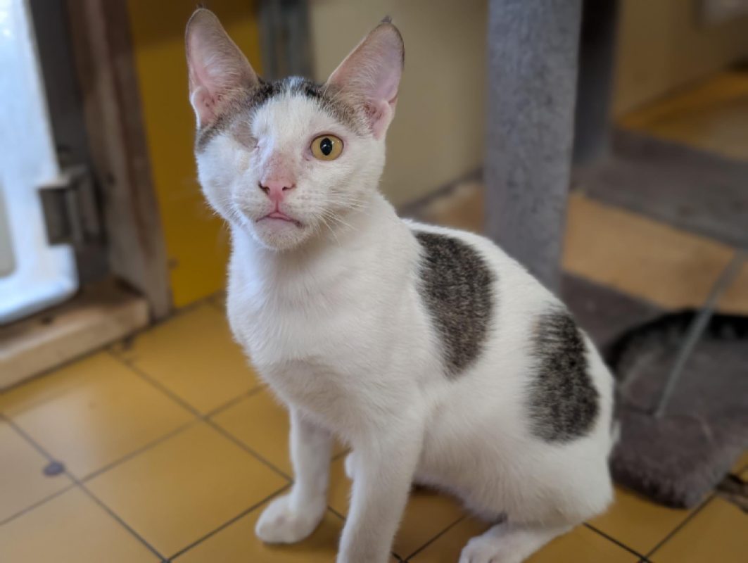 Riky - Chat Européen à adopter - photo 6