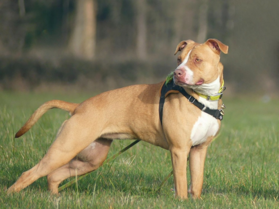 Photo #8 de Nala
