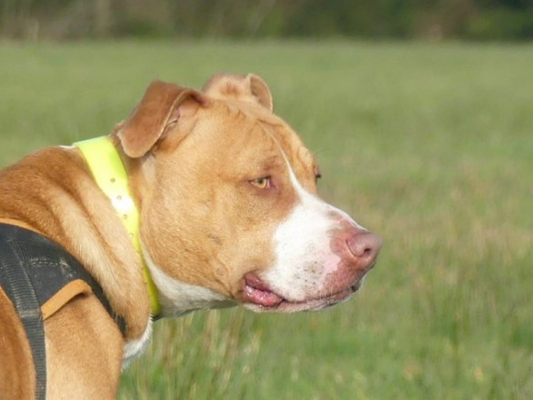 Nala - Chien à adopter