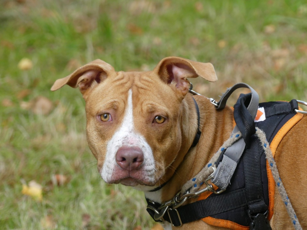 Nala - Chien à adopter - photo 2