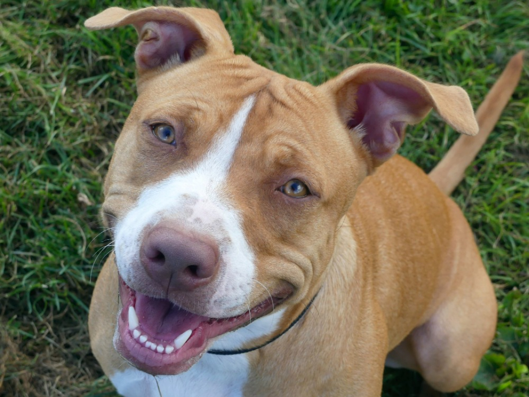 Nala - Chien à adopter - photo 3