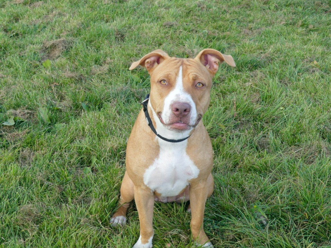 Nala - Chien à adopter - photo 4