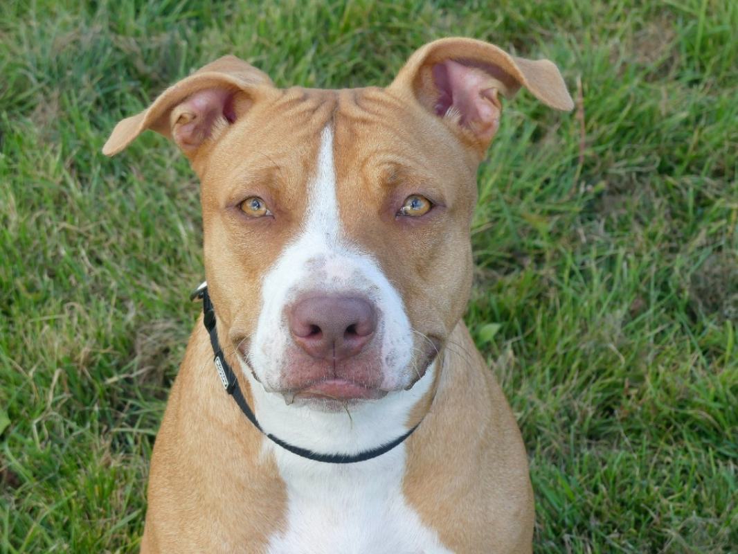 Nala - Chien à adopter - photo 5