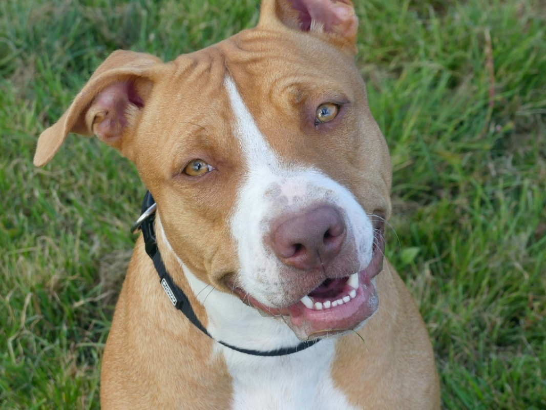 Nala - Chien à adopter - photo 6