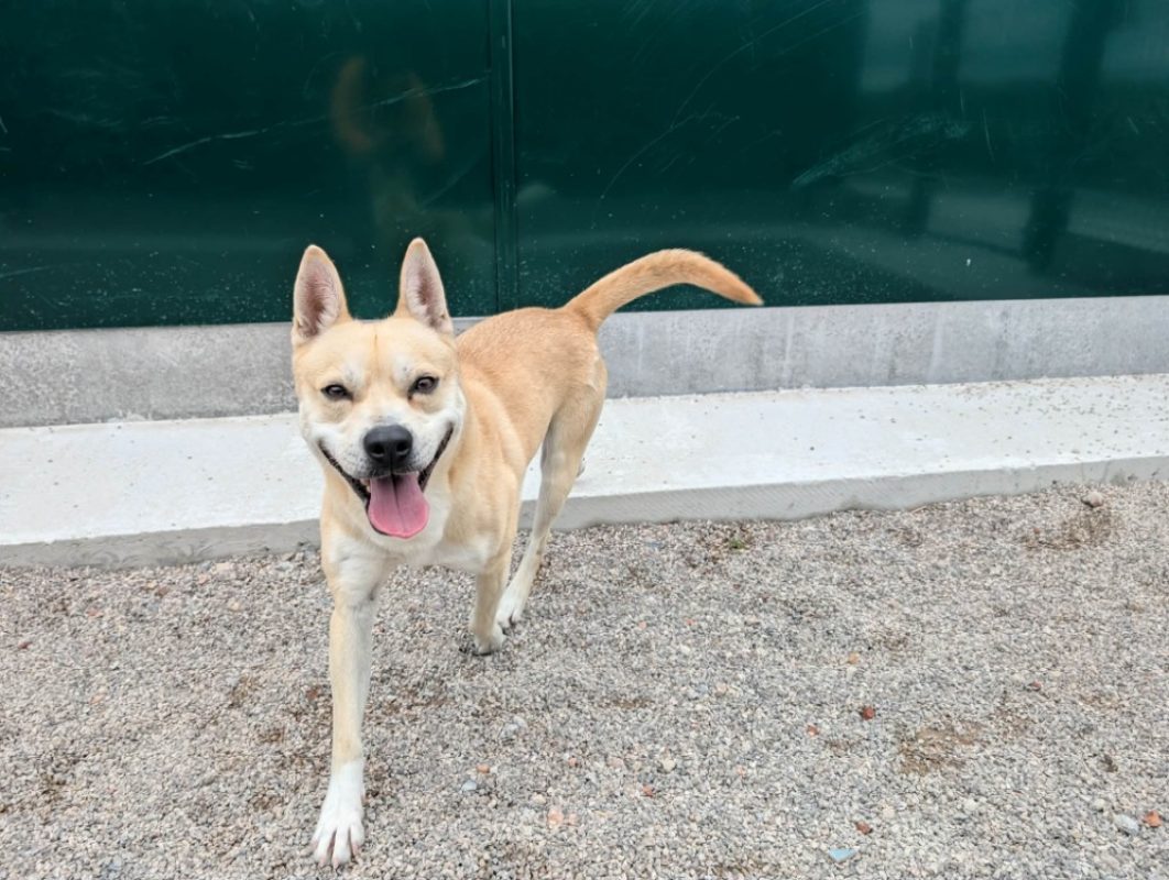 Rapipou - Chien à adopter - photo 2