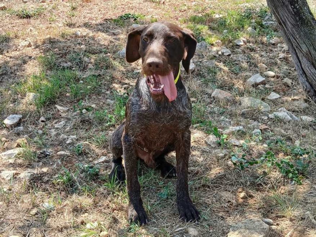 Chase - Chien Chien d'arrêt Allemand à poil dur à adopter