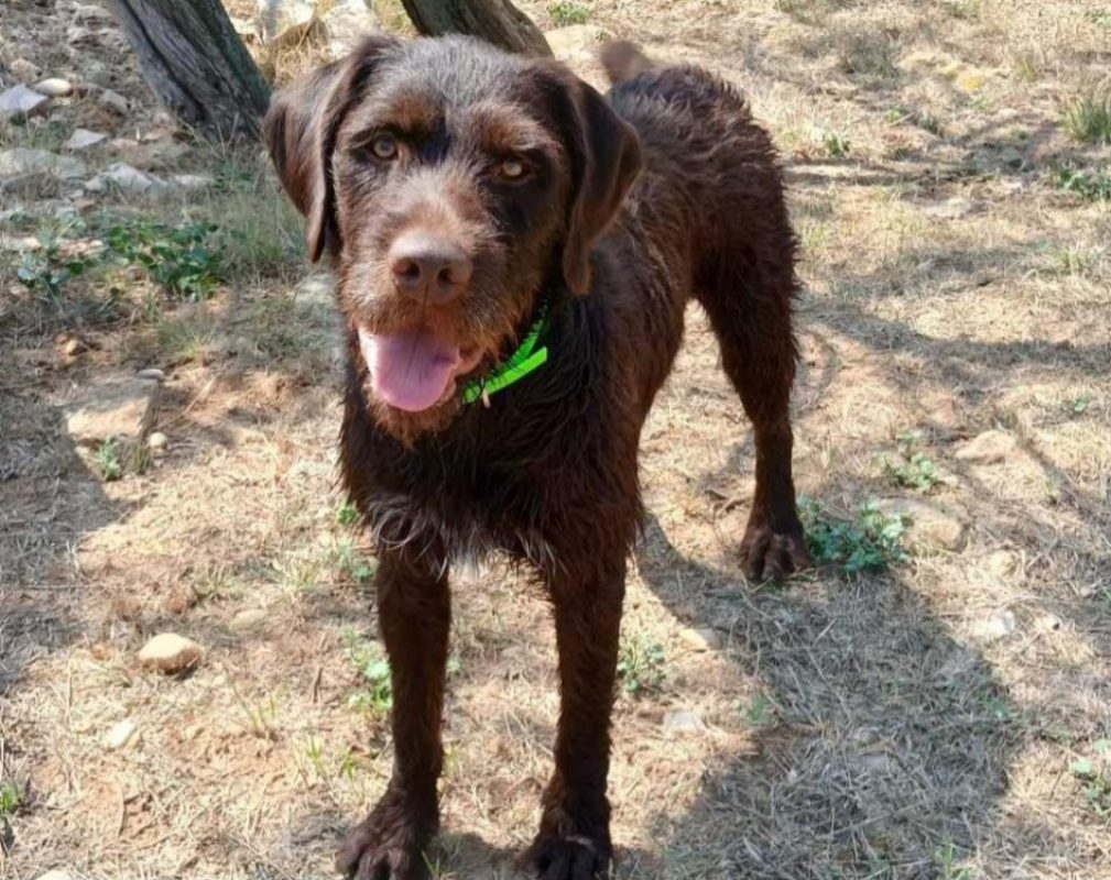 Marcus - Chien à adopter