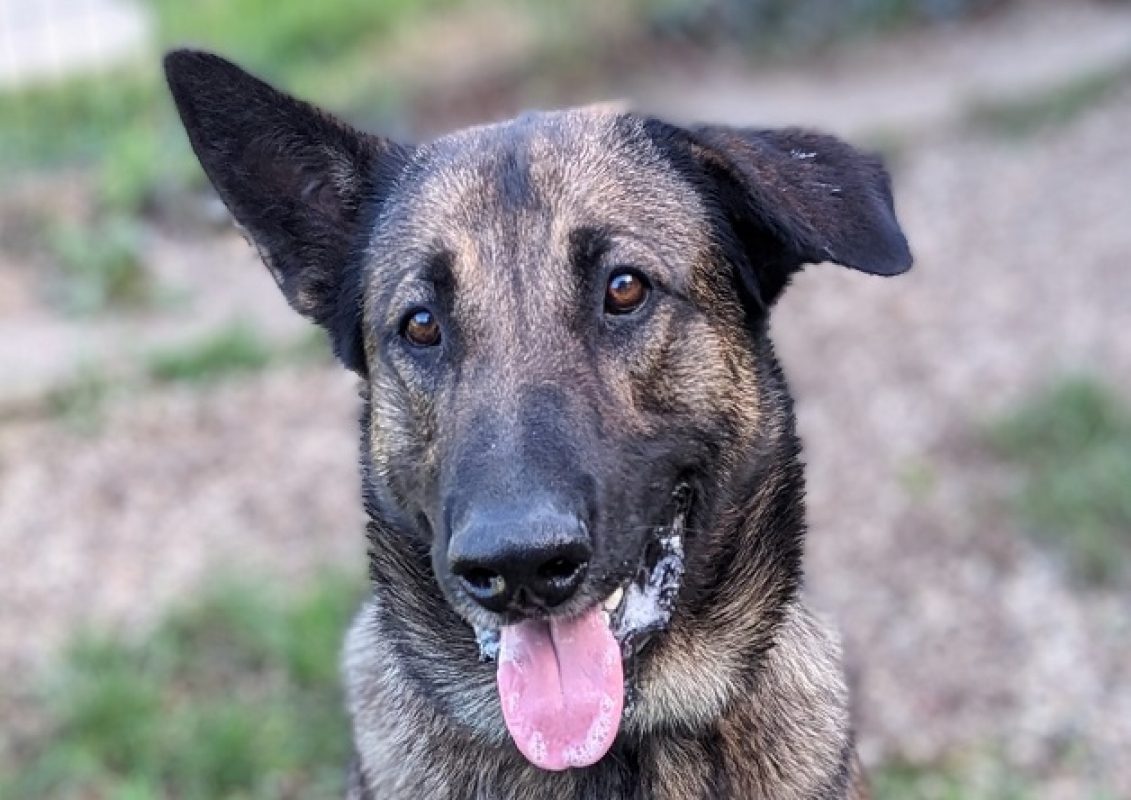 Salto - Chien à adopter